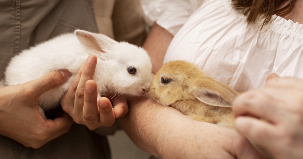 10 Breeds of Rabbits You’ll Love: How to Choose the Perfect Pet Bunny